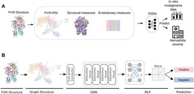 A graph-based machine learning framework identifies critical properties of FVIII that lead to hemophilia A